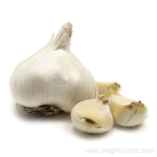 Competitive Price Wholesale Fresh Elephant Garlic